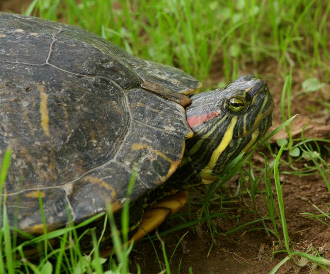 Trachemys scripta elegans